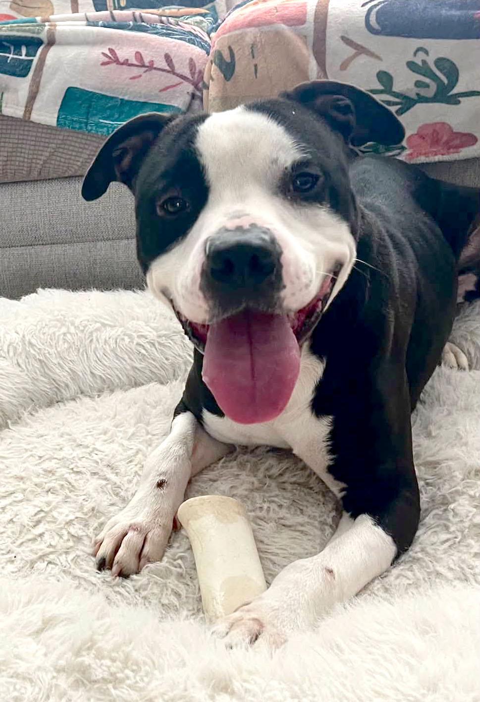 Enlarge Brennan (AO36564), a Adoptable mixed breed in Kansas City, KS image 2/6
