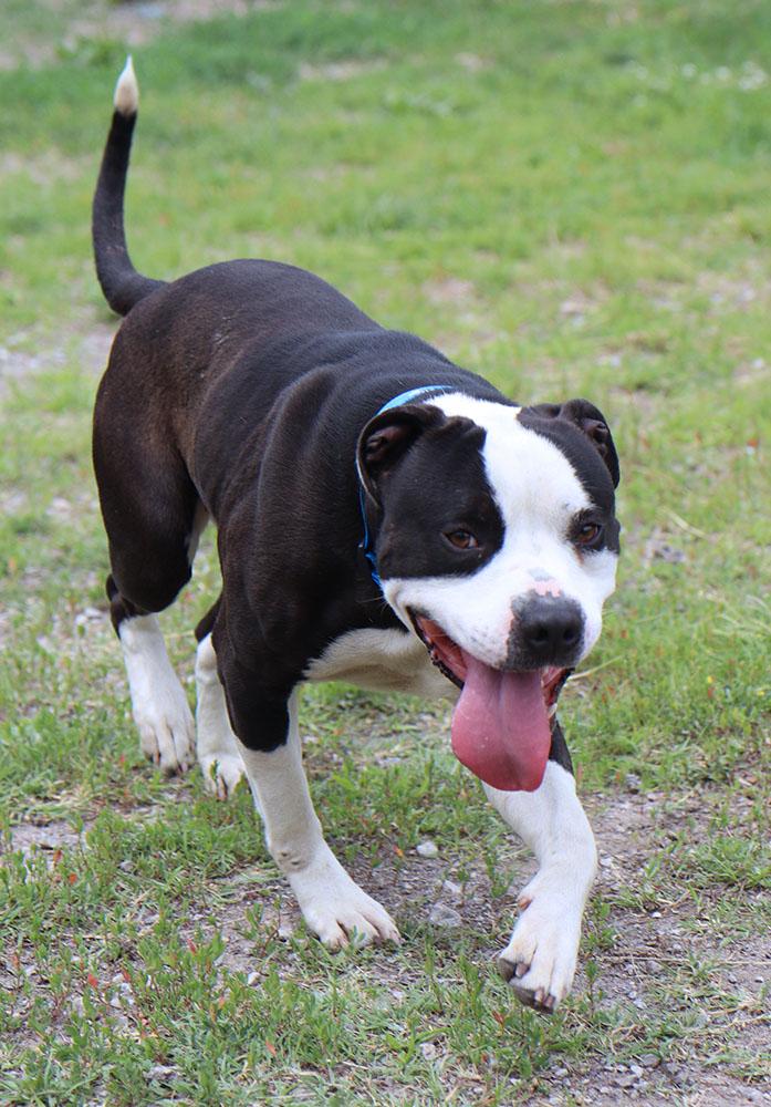Brennan (AO36564), a ADOPTABLE mixed breed in Kansas City, KS image 4/6