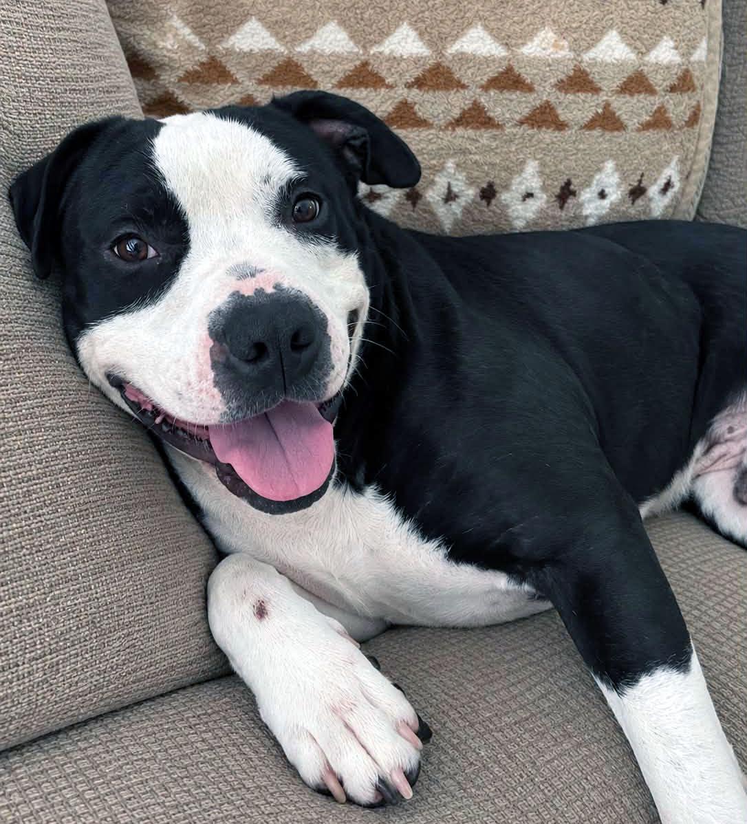 Enlarge Brennan (AO36564), a Adoptable mixed breed in Kansas City, KS image 1/6