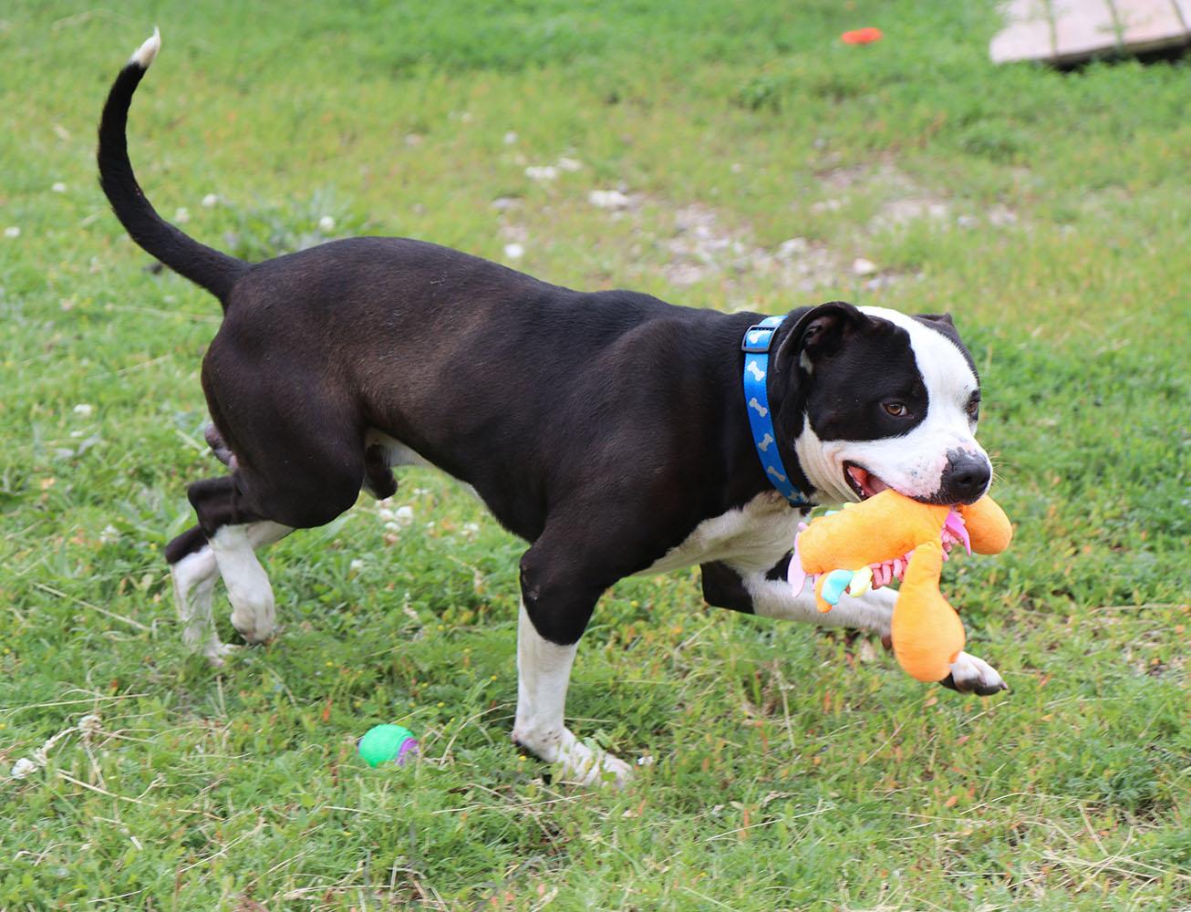 Brennan (AO36564), a ADOPTABLE mixed breed in Kansas City, KS image 2/6
