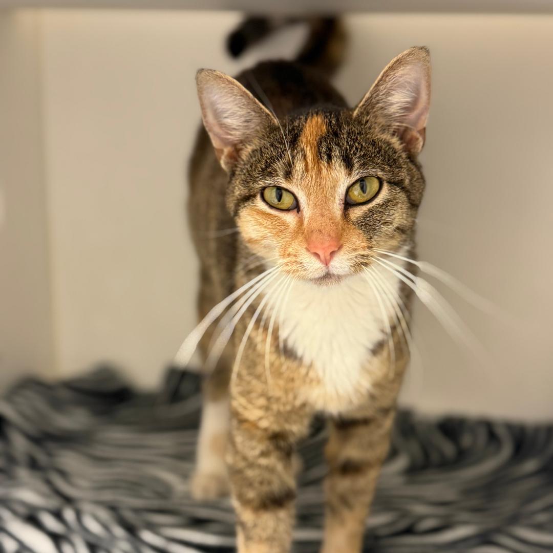 Cypress, adopted, Adult Female Domestic Short Hair.