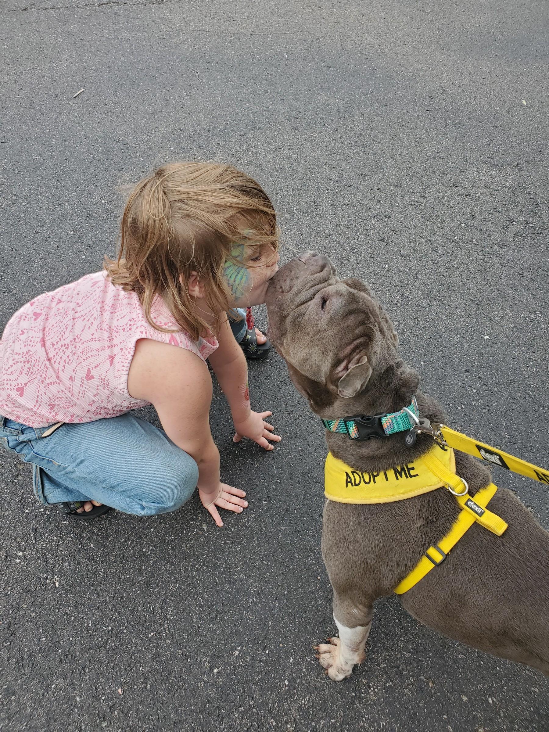 Enlarge Ms Blue, a Adoptable Shar-Pei in Petersburg, VA image 2/6