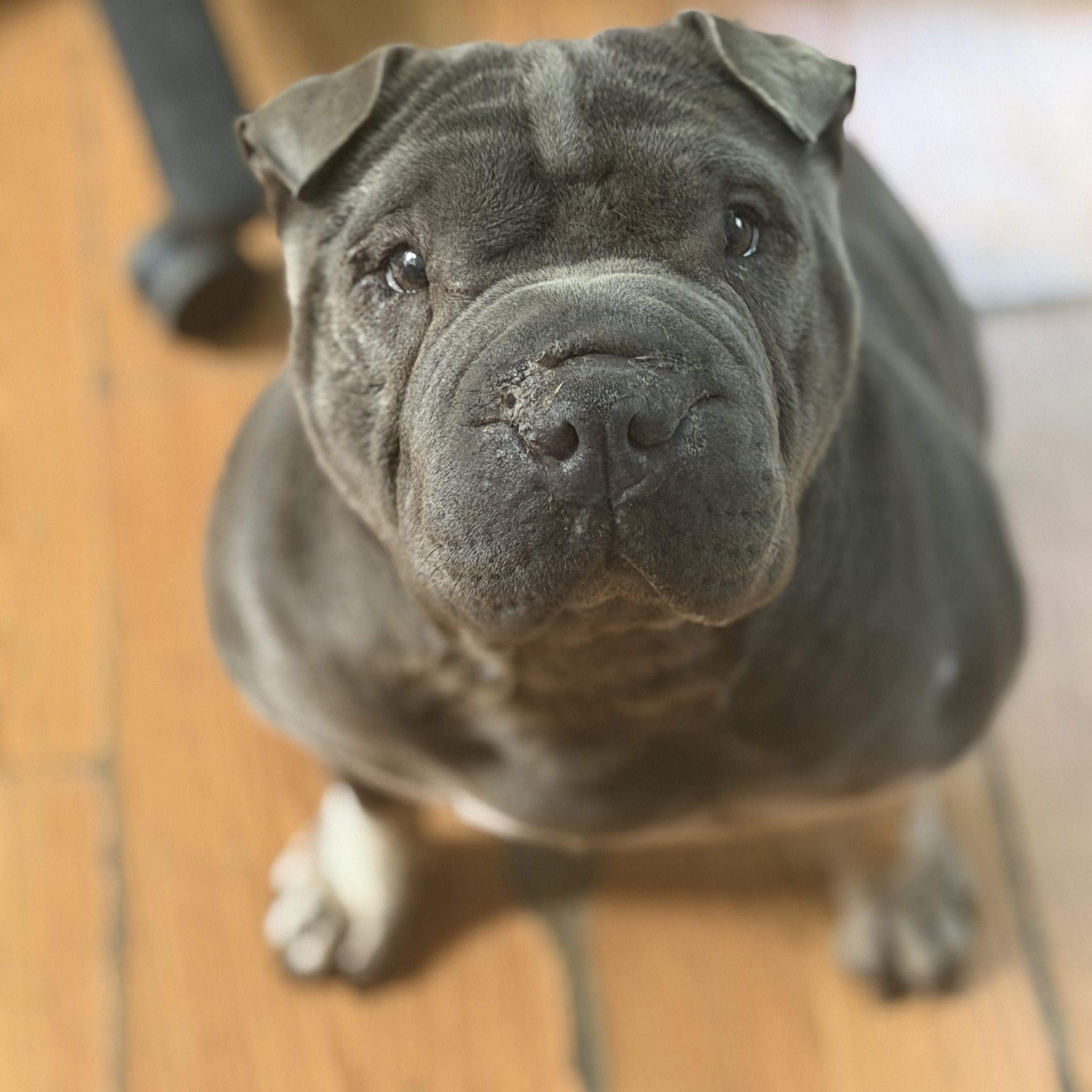 Enlarge Ms Blue, a Adoptable Shar-Pei in Petersburg, VA image 1/5