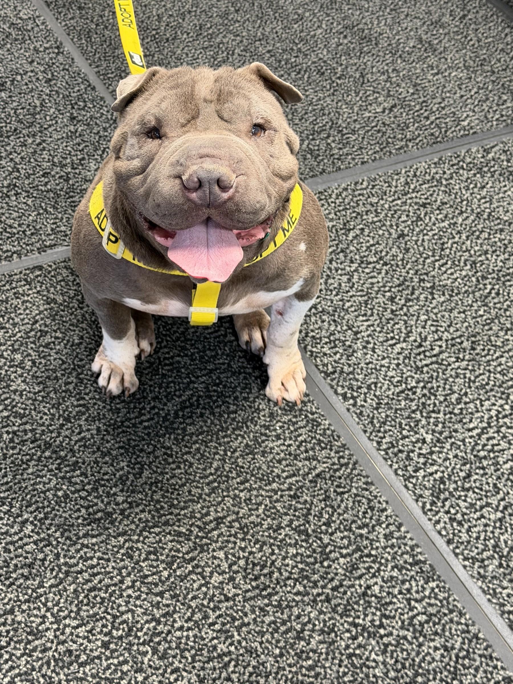 Enlarge Ms Blue, a Adoptable Shar-Pei in Petersburg, VA image 2/6