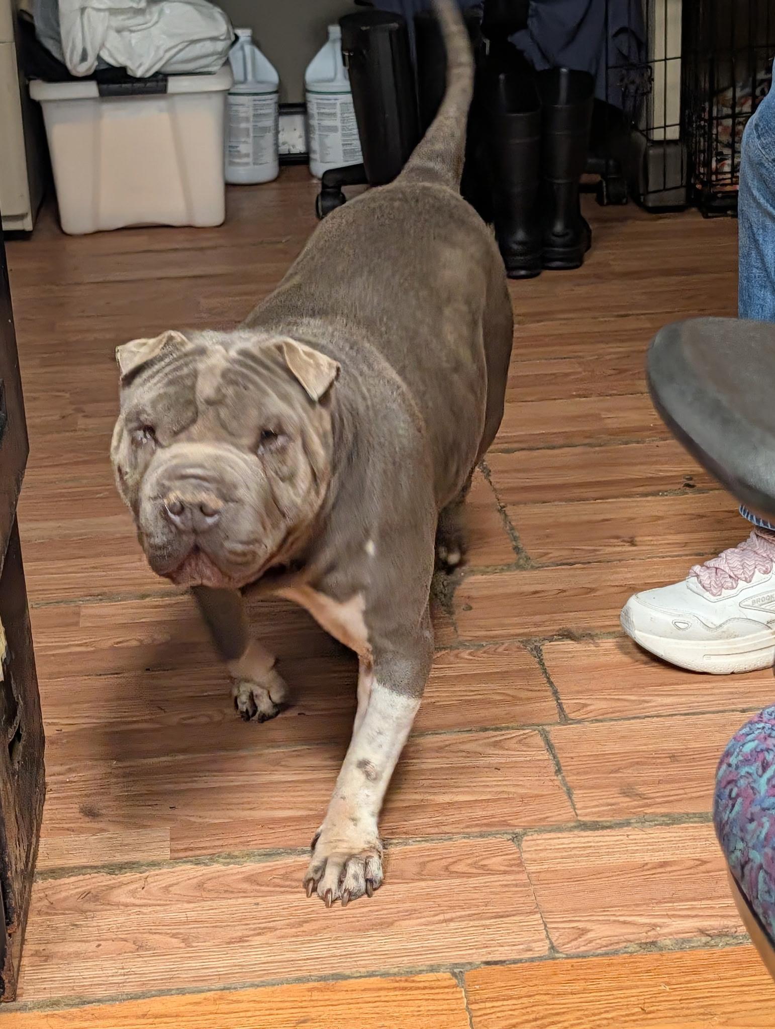 Enlarge Ms Blue, a Adoptable Shar-Pei in Petersburg, VA image 5/5