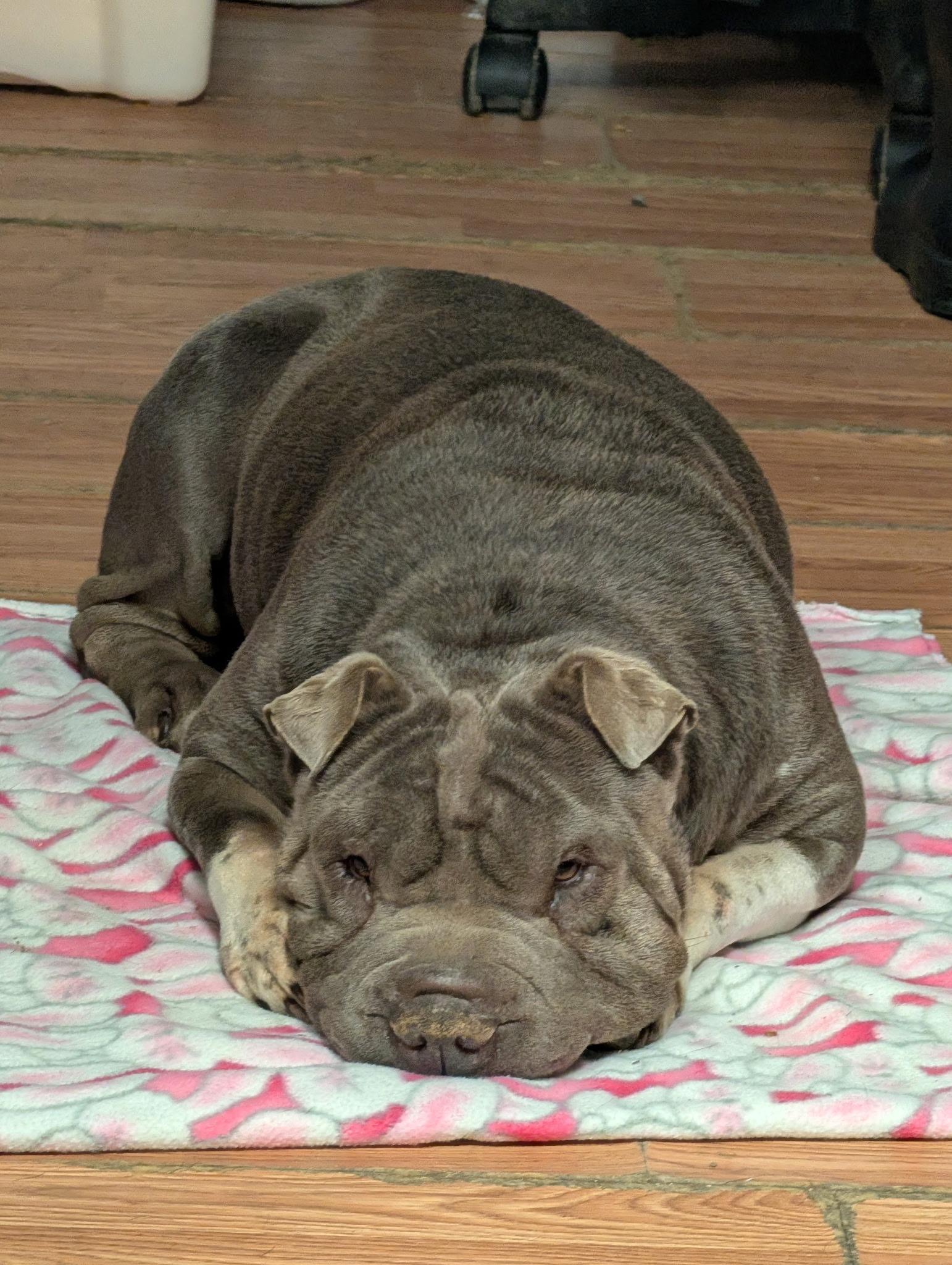 Enlarge Ms Blue, a Adoptable Shar-Pei in Petersburg, VA image 4/5