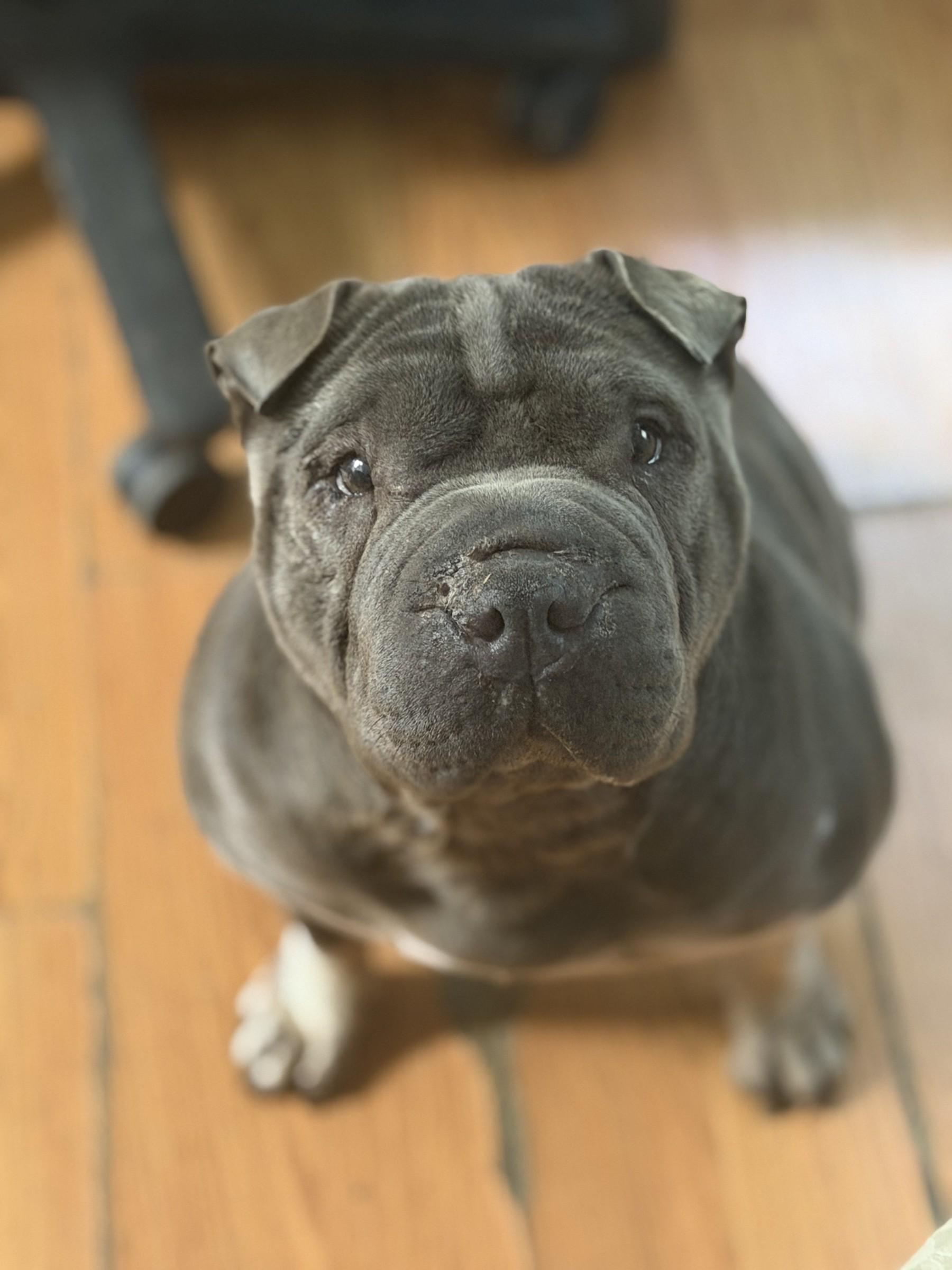 Enlarge Ms Blue, a Adoptable Shar-Pei in Petersburg, VA image 4/6