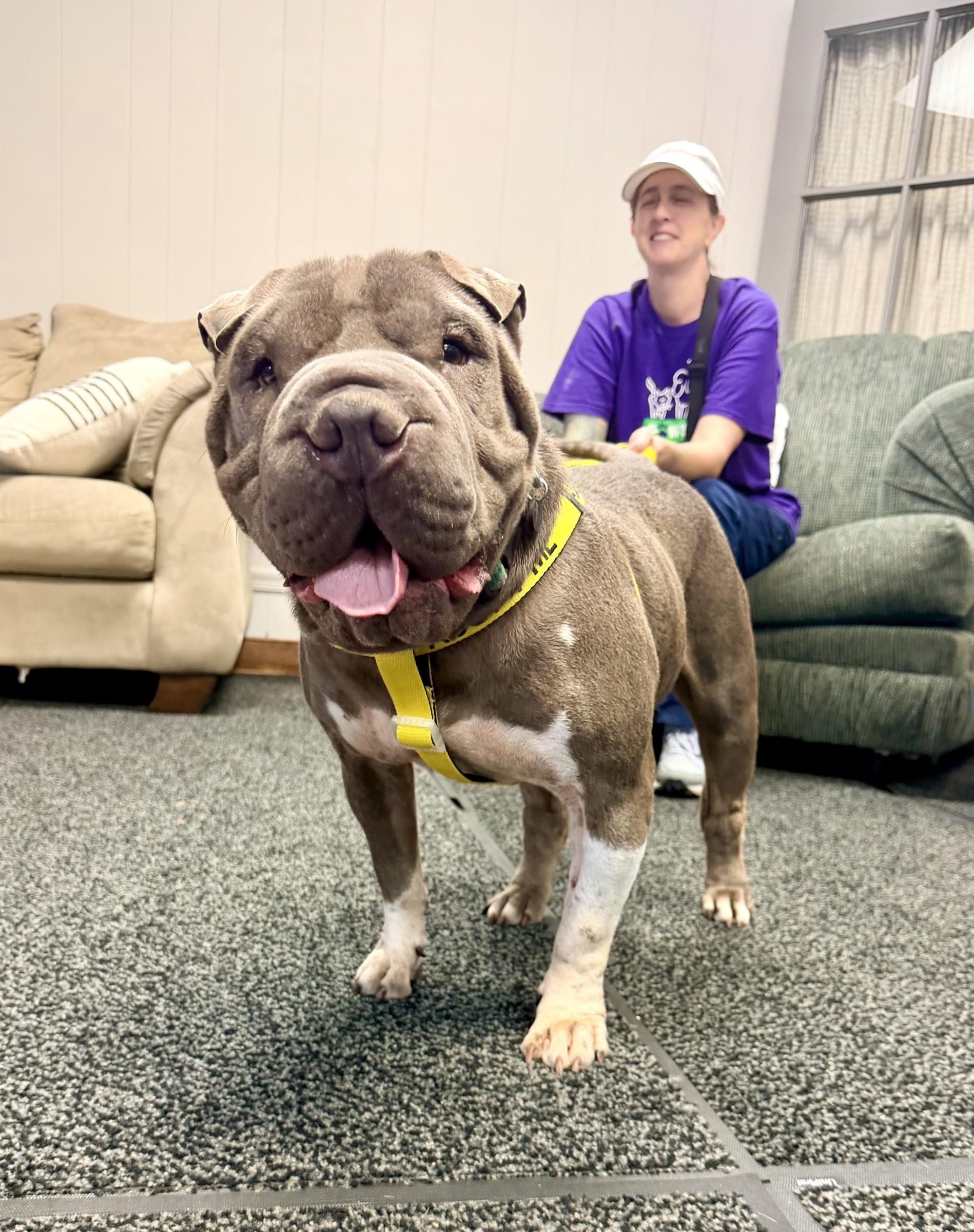 Ms Blue, Adoptable, Adult Female Shar-Pei.