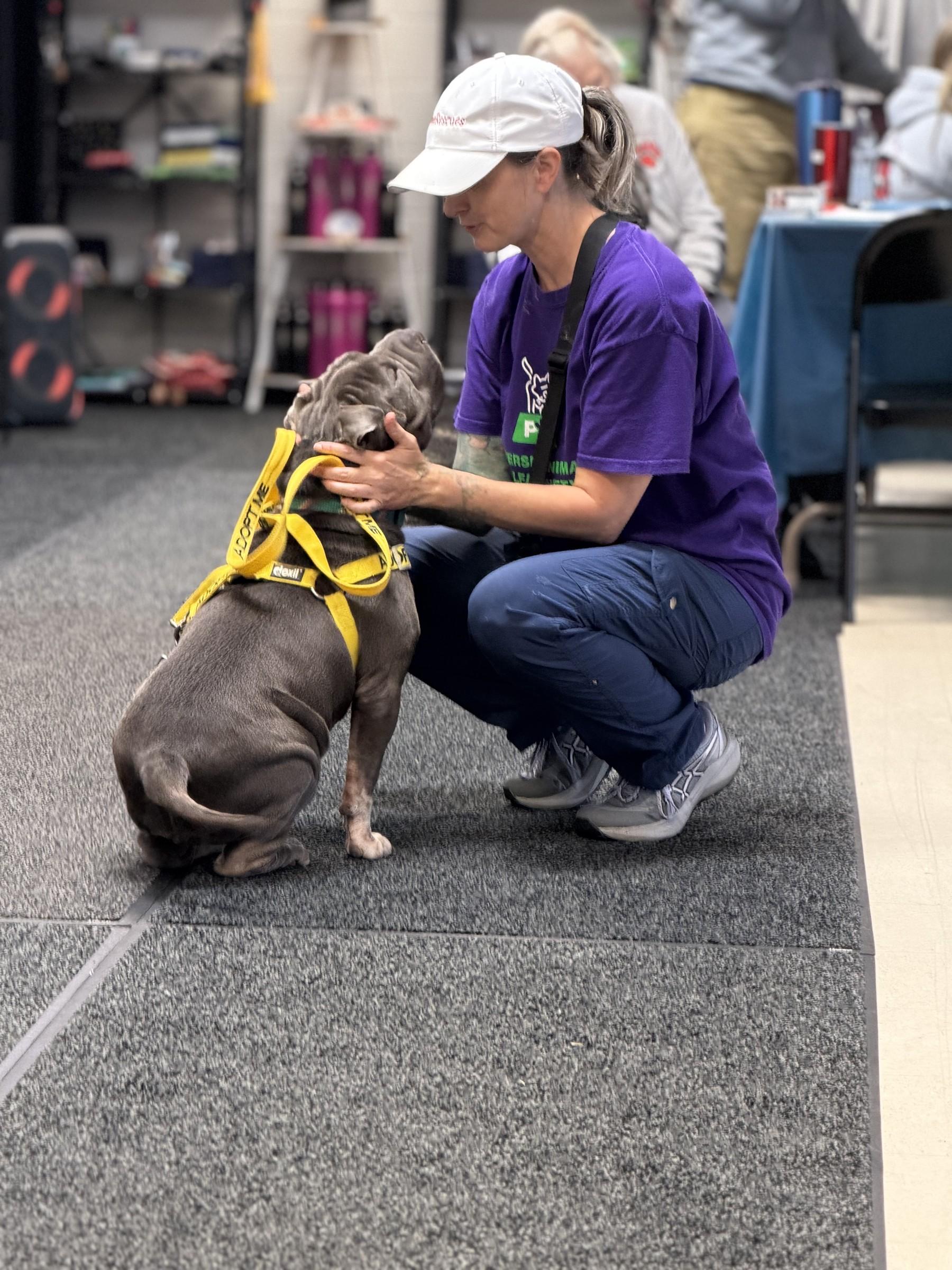 Enlarge Ms Blue, a Adoptable Shar-Pei in Petersburg, VA image 3/6