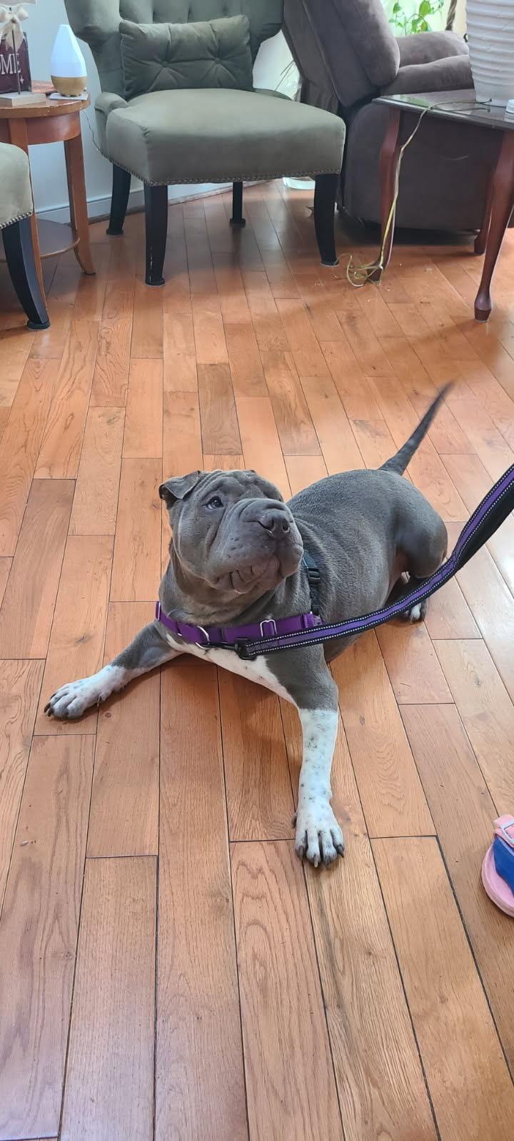 Enlarge Ms Blue, a Adoptable Shar-Pei in Petersburg, VA image 2/5