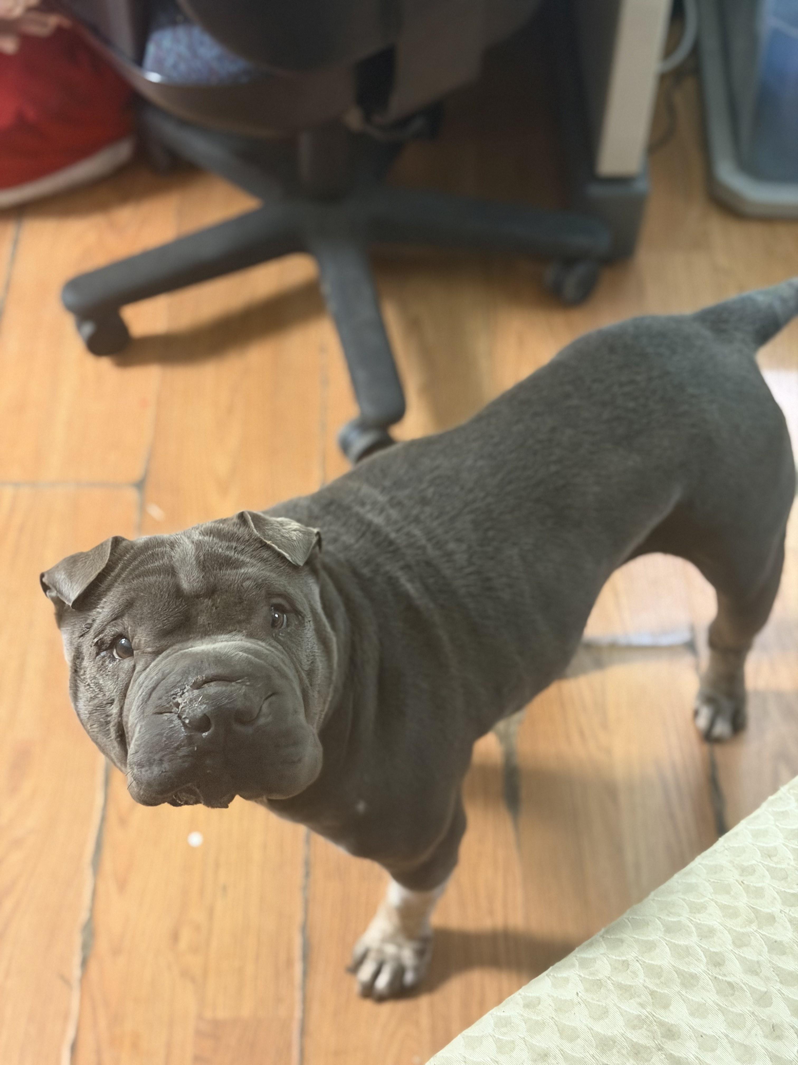 Enlarge Ms Blue, a Adoptable Shar-Pei in Petersburg, VA image 3/5