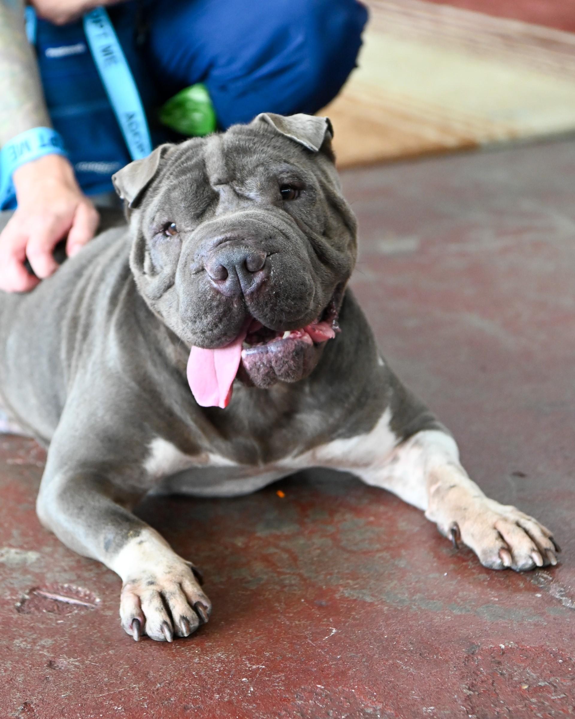 Ms Blue, Adoptable, Adult Female Shar-Pei.