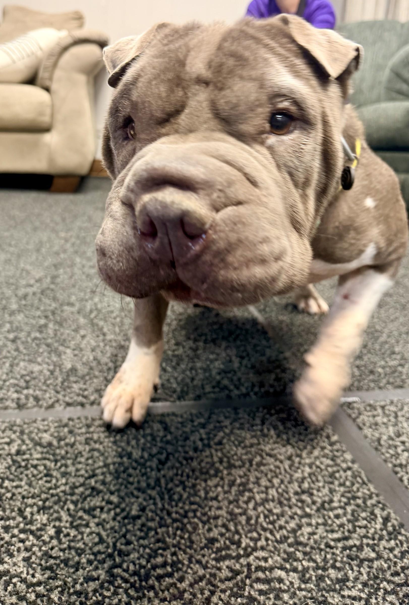 Enlarge Ms Blue, a Adoptable Shar-Pei in Petersburg, VA image 6/6