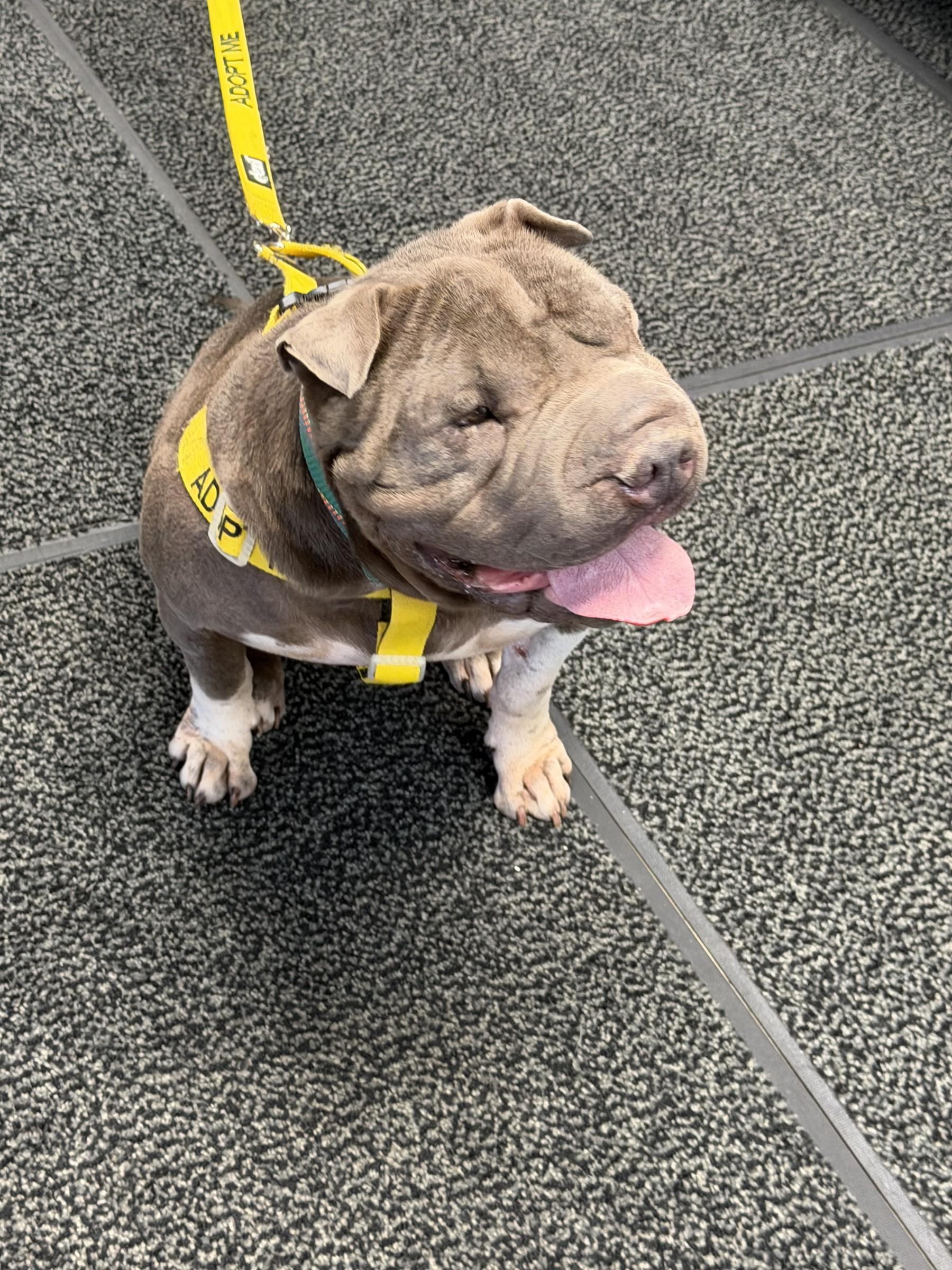 Enlarge Ms Blue, a Adoptable Shar-Pei in Petersburg, VA image 4/6
