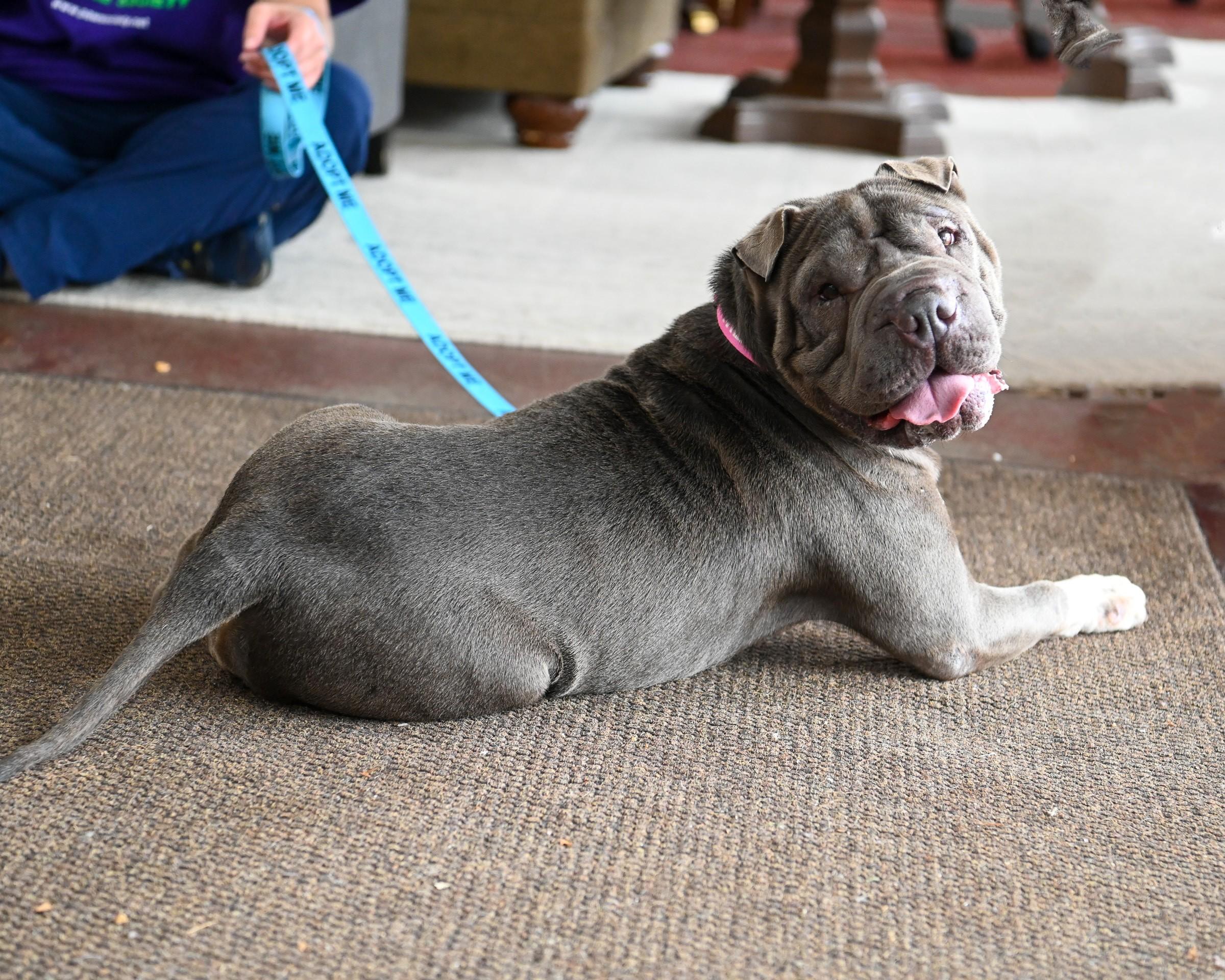 Enlarge Ms Blue, a Adoptable Shar-Pei in Petersburg, VA image 3/6
