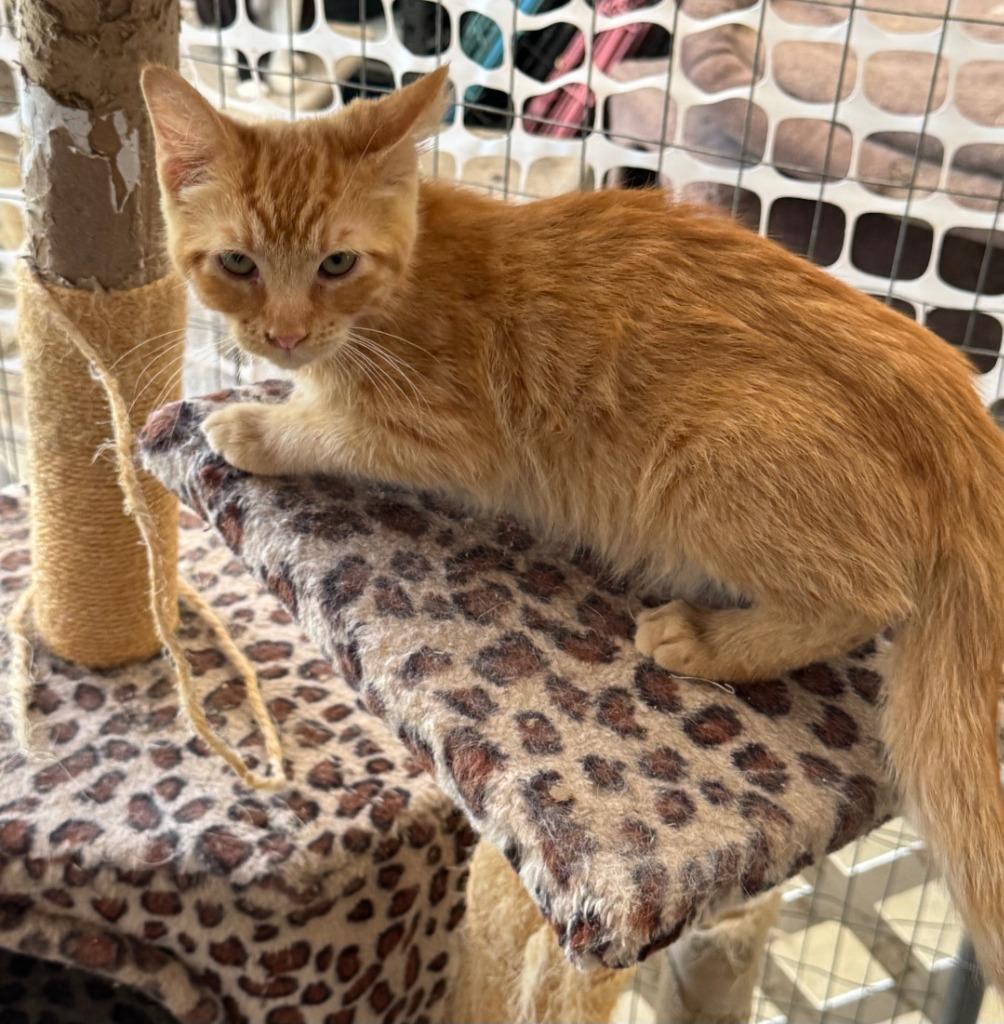 Roland, Adoptable, Kitten Male Domestic Short Hair.