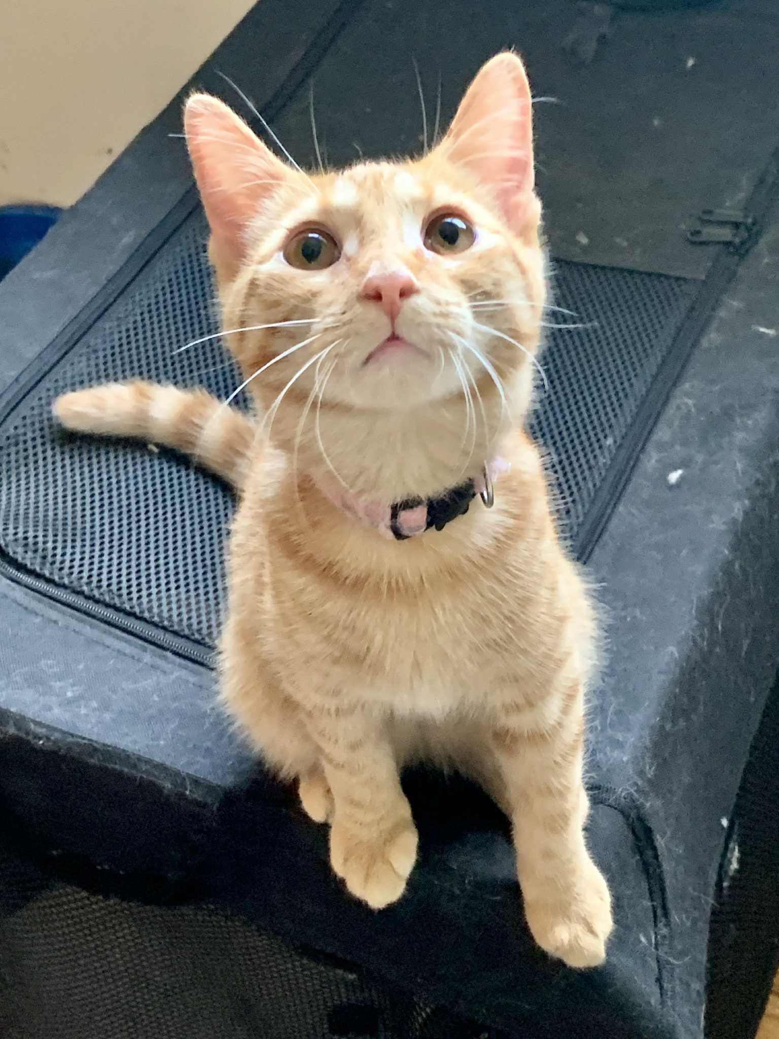 Lasagna, Baby Female unknown