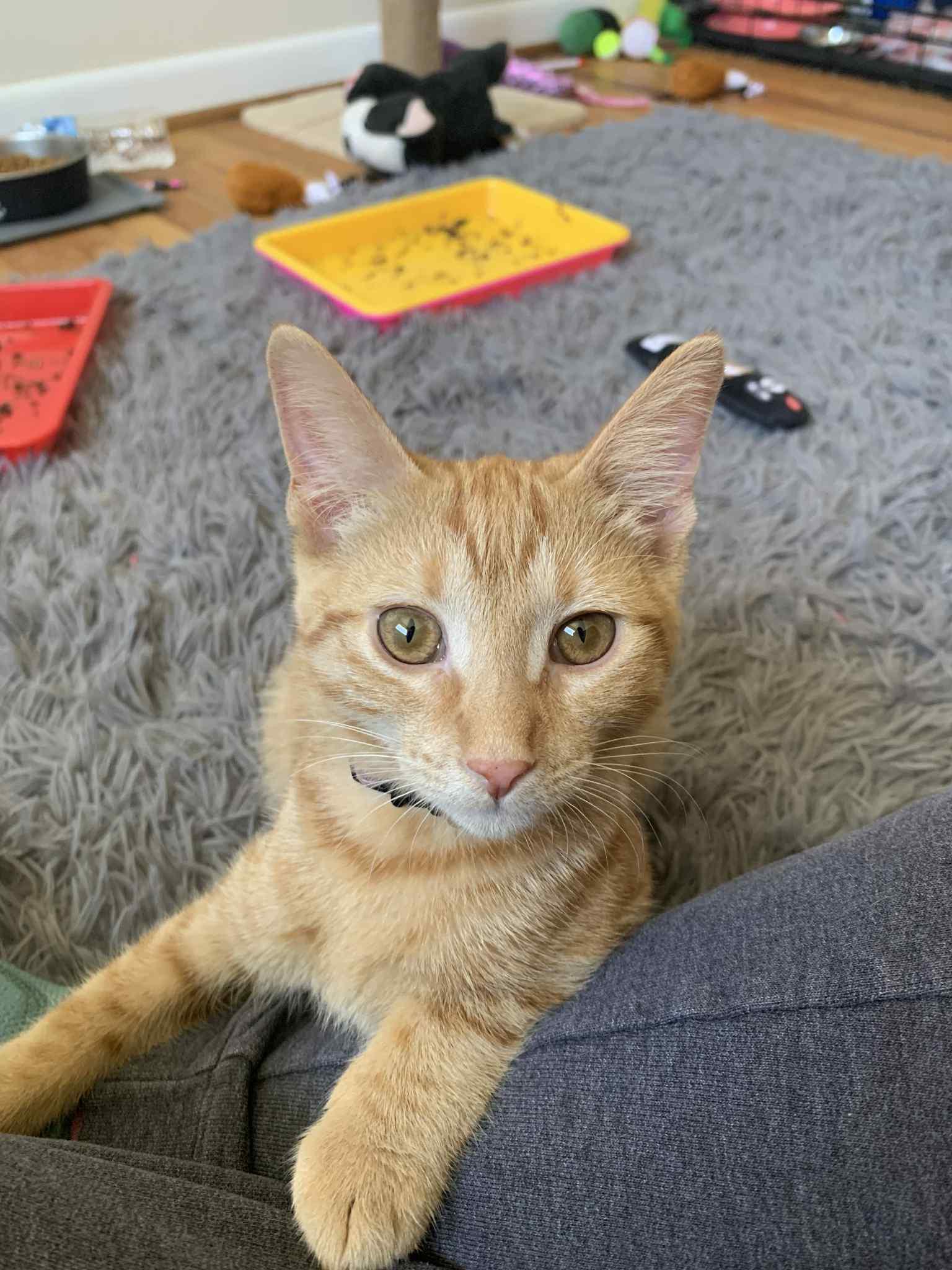 Lasagna, Baby Female unknown