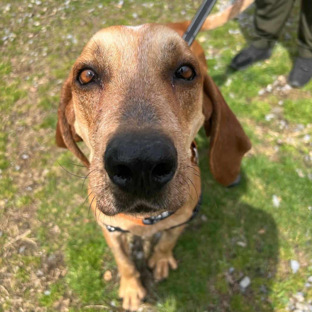 Enlarge Humphrey, a Adoptable Hound in Waynesville, NC image 1/3
