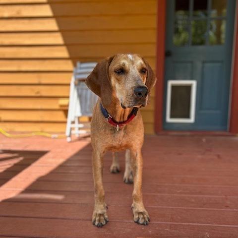 Enlarge Humphrey, a Adoptable Hound in Waynesville, NC image 2/3