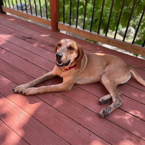 Enlarge Humphrey, a Adoptable Hound in Waynesville, NC image 3/3
