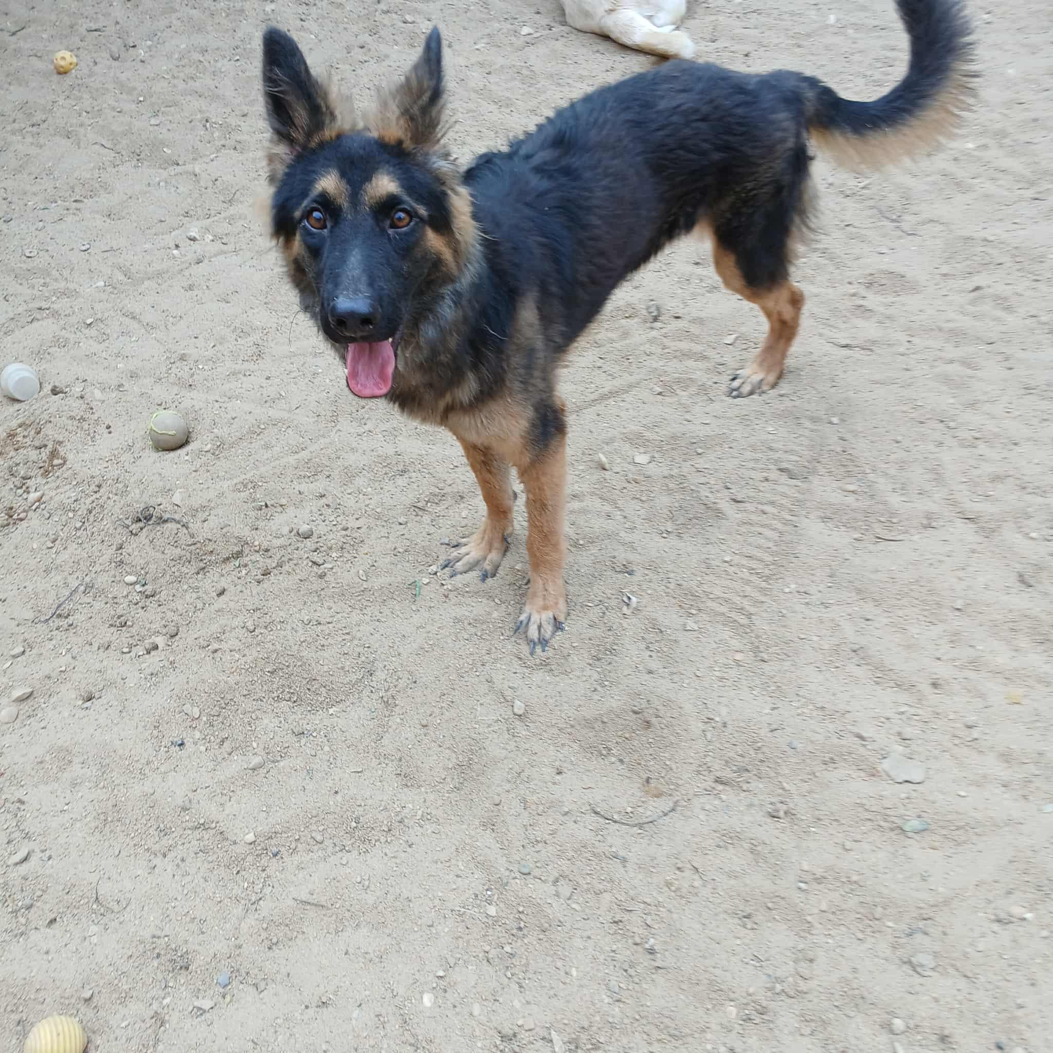 Tripod Vicki, a Adoptable German Shepherd Dog in New York, NY image 1/6