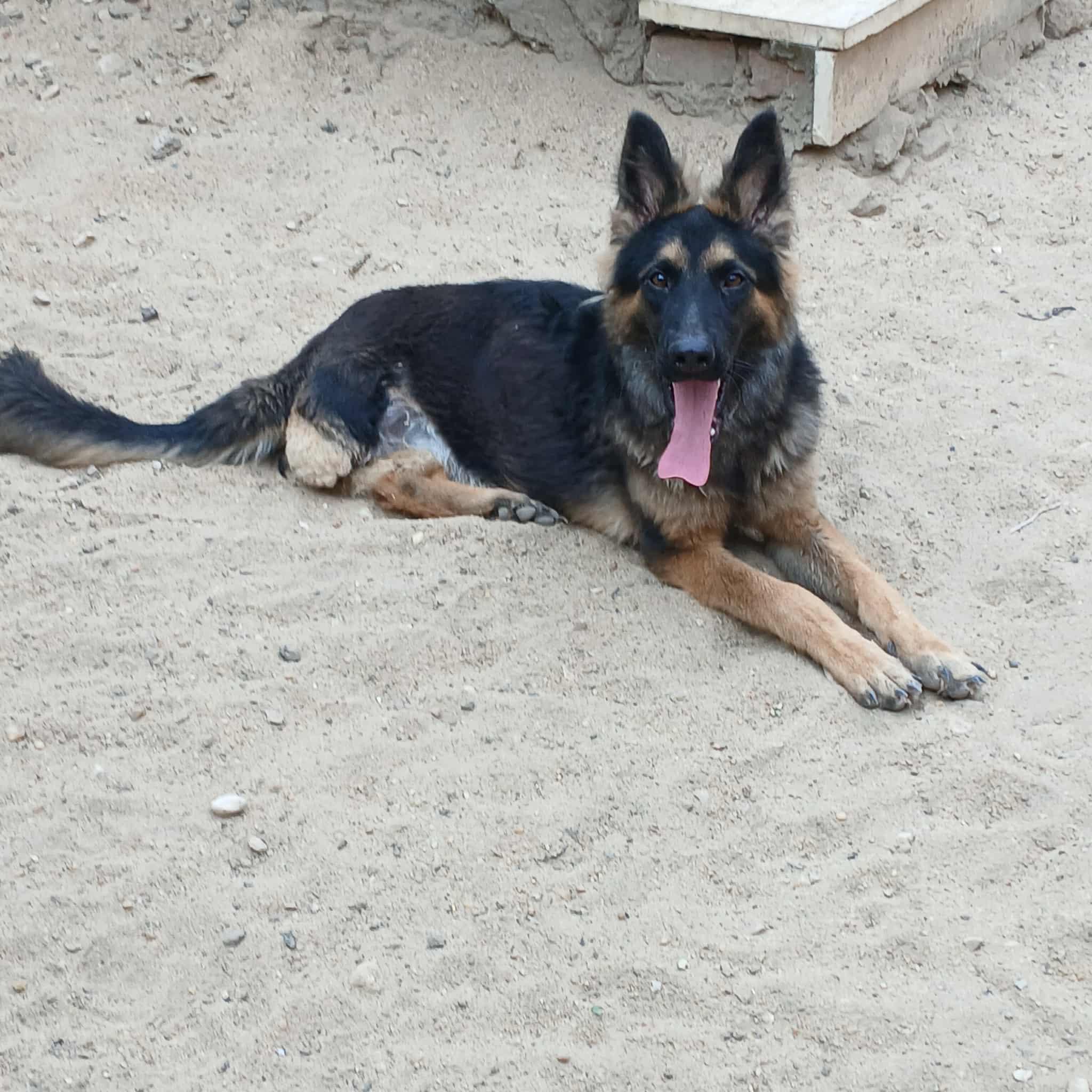 Tripod Vicki, a Adoptable German Shepherd Dog in New York, NY image 2/6