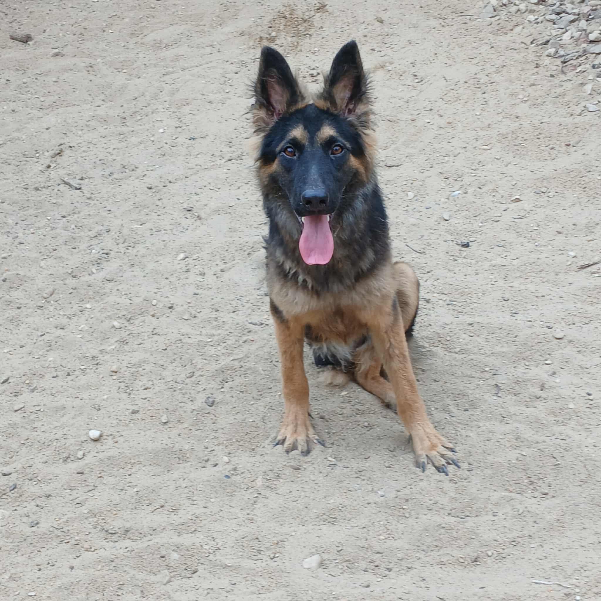 Tripod Vicki, a Adoptable German Shepherd Dog in New York, NY image 3/6