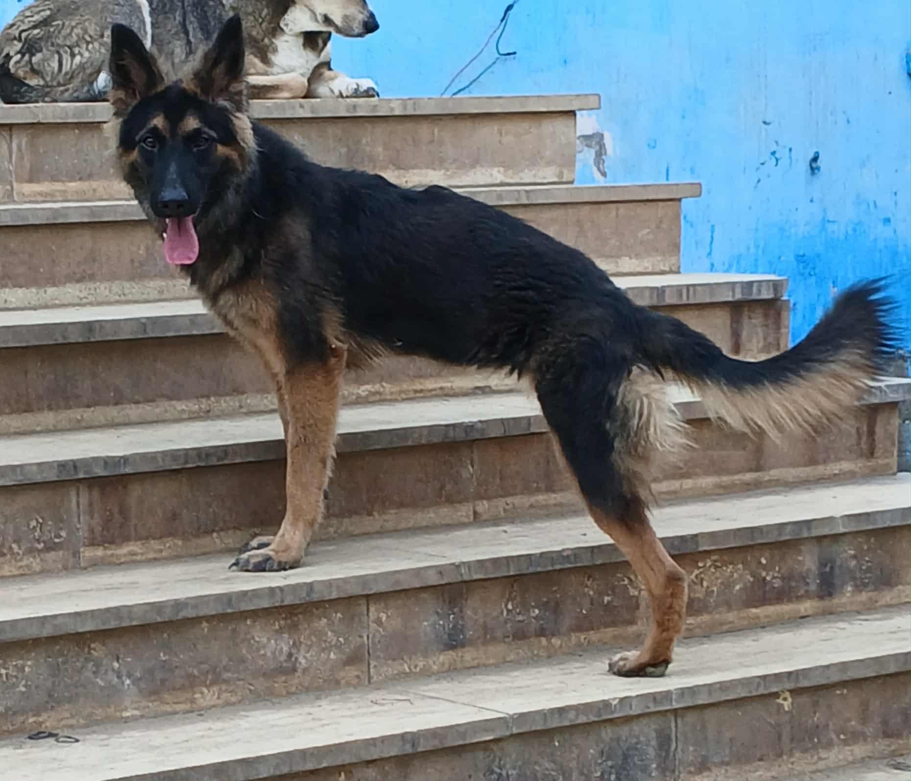 Tripod Vicki, a Adoptable German Shepherd Dog in New York, NY image 4/6