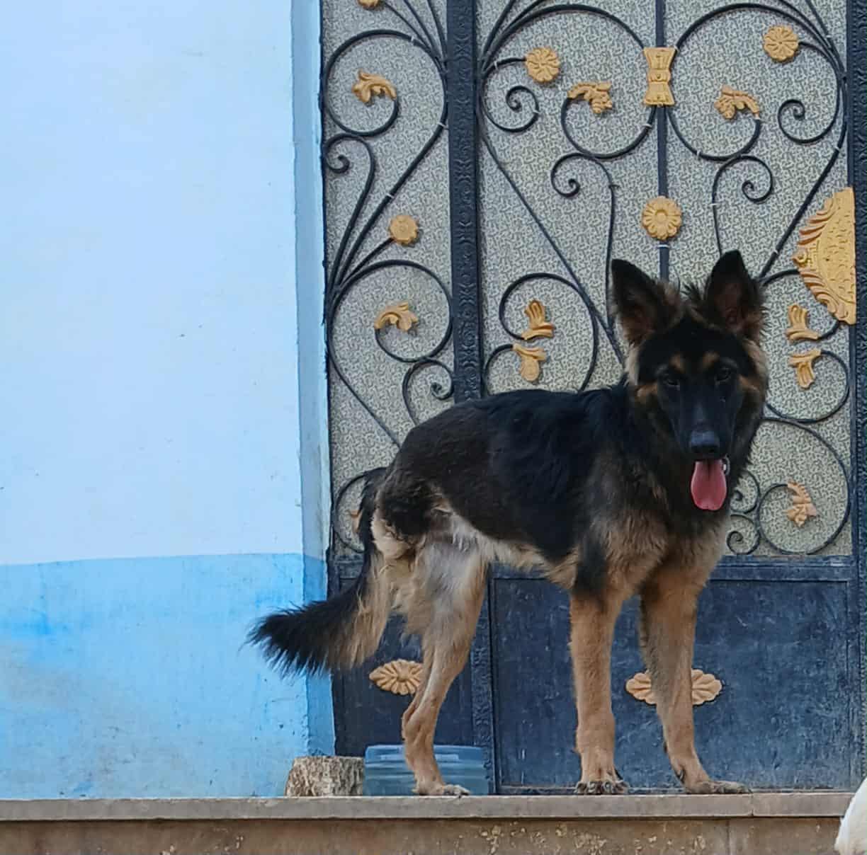 Tripod Vicki, a Adoptable German Shepherd Dog in New York, NY image 5/6