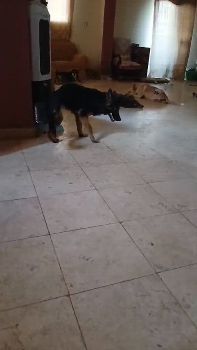 Enlarge Tripod Vicki, a Adoptable German Shepherd Dog in New York, NY video 6/6