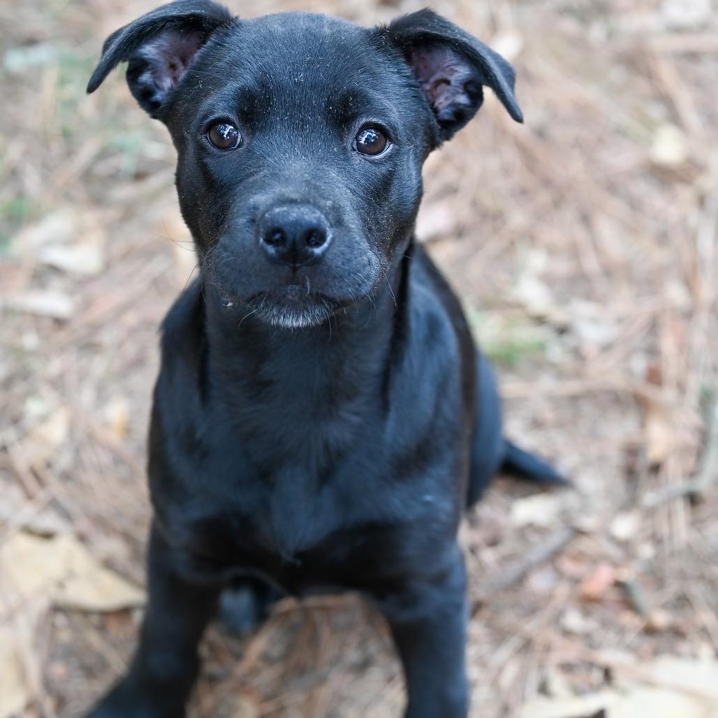 Enlarge Sharpie, a Adoptable mixed breed in Austell, GA image 1/6
