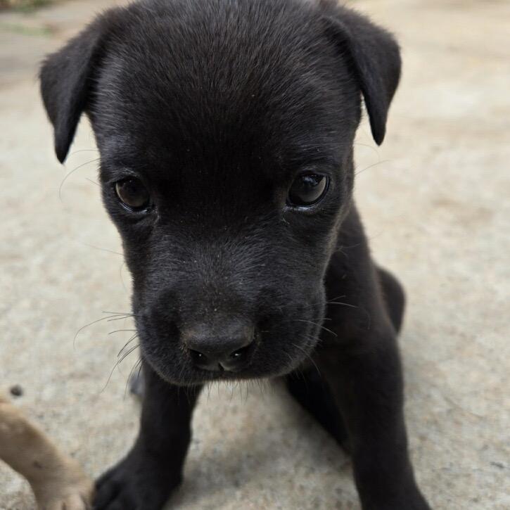 Enlarge Sharpie, a Adoptable mixed breed in Austell, GA image 2/6