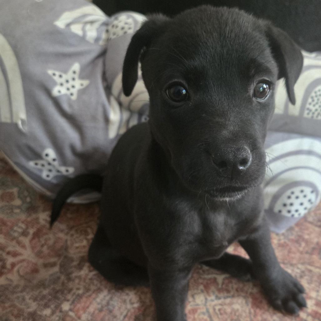 Enlarge Sharpie, a Adoptable mixed breed in Austell, GA image 3/6