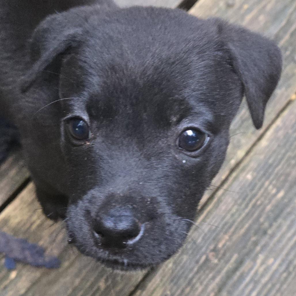Enlarge Sharpie, a Adoptable mixed breed in Austell, GA image 4/6