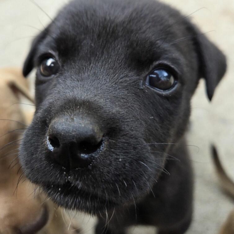 Enlarge Sharpie, a Adoptable mixed breed in Austell, GA image 5/6