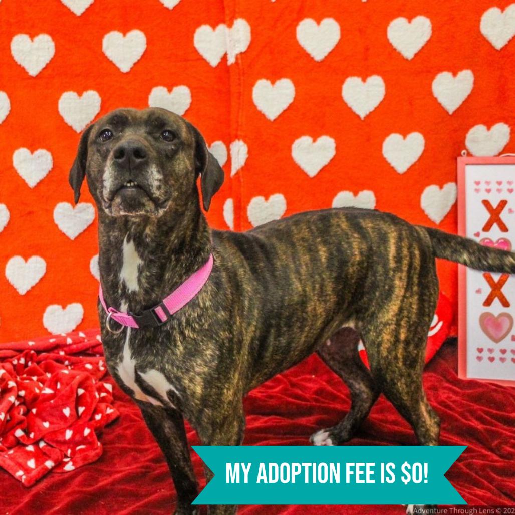 Enlarge Lisa Frank, a Adoptable Mixed Breed in Charleston, WV image 1/6