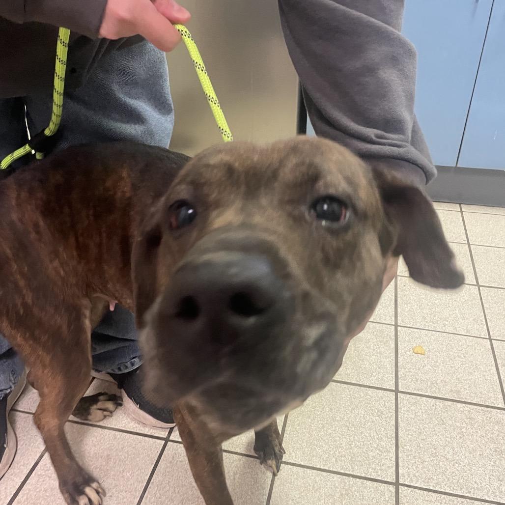 Enlarge Lisa Frank, a Adoptable Mixed Breed in Charleston, WV image 2/6