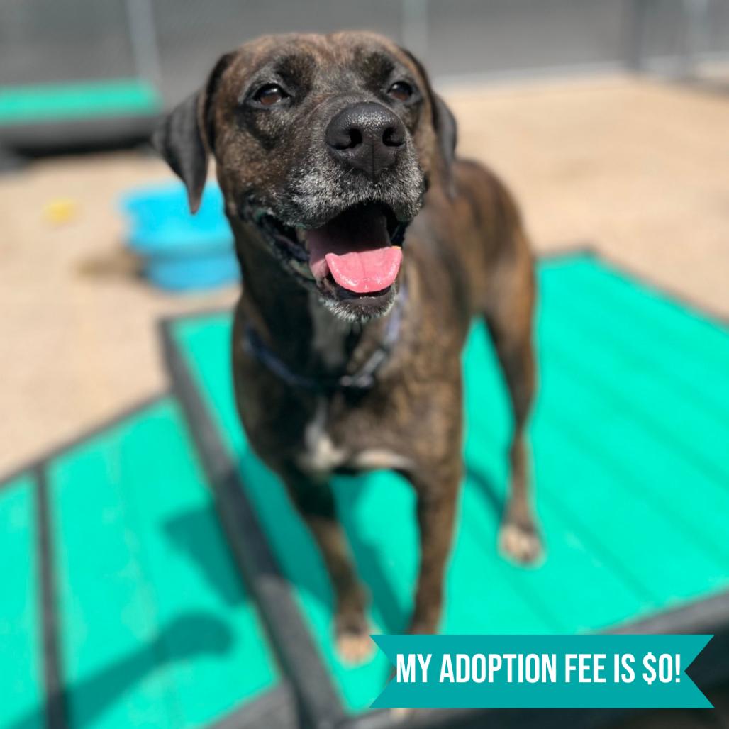 Enlarge Lisa Frank, a Adoptable Mixed Breed in Charleston, WV image 3/6