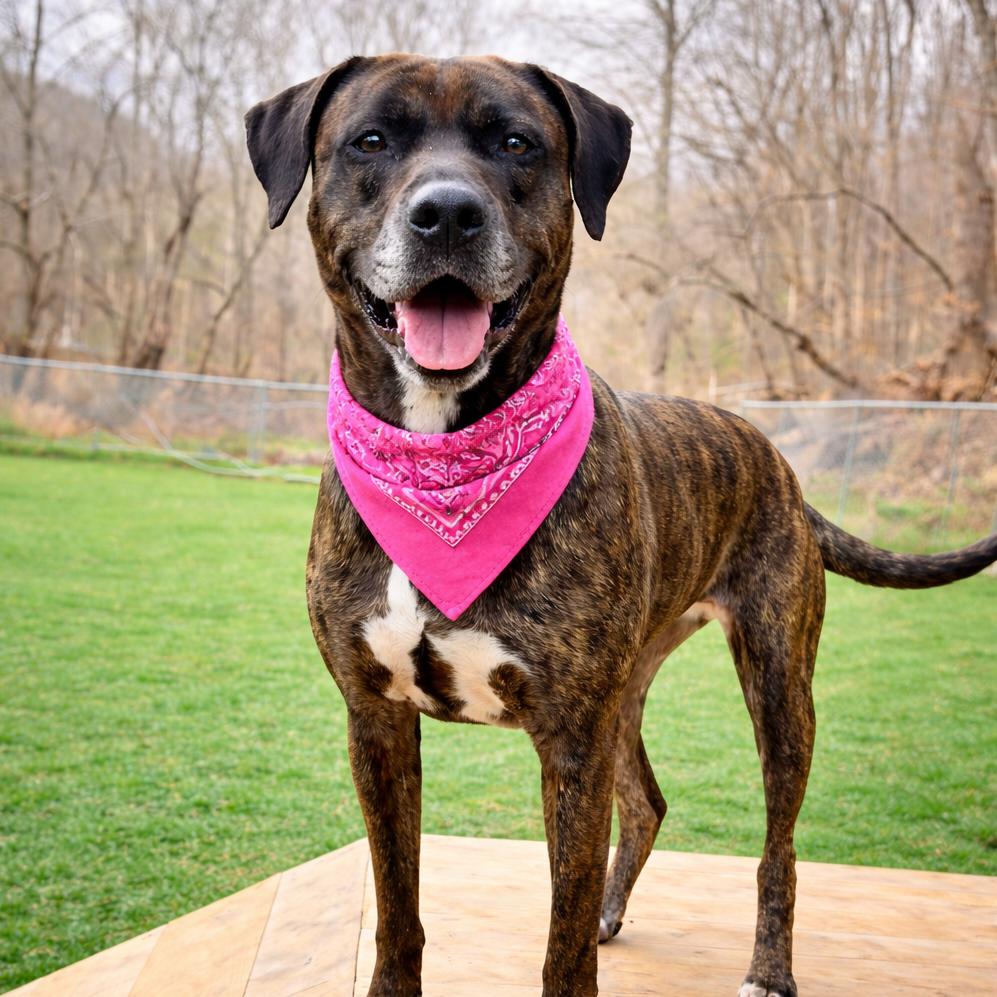 Enlarge Lisa Frank, a Adoptable Mixed Breed in Charleston, WV image 3/6