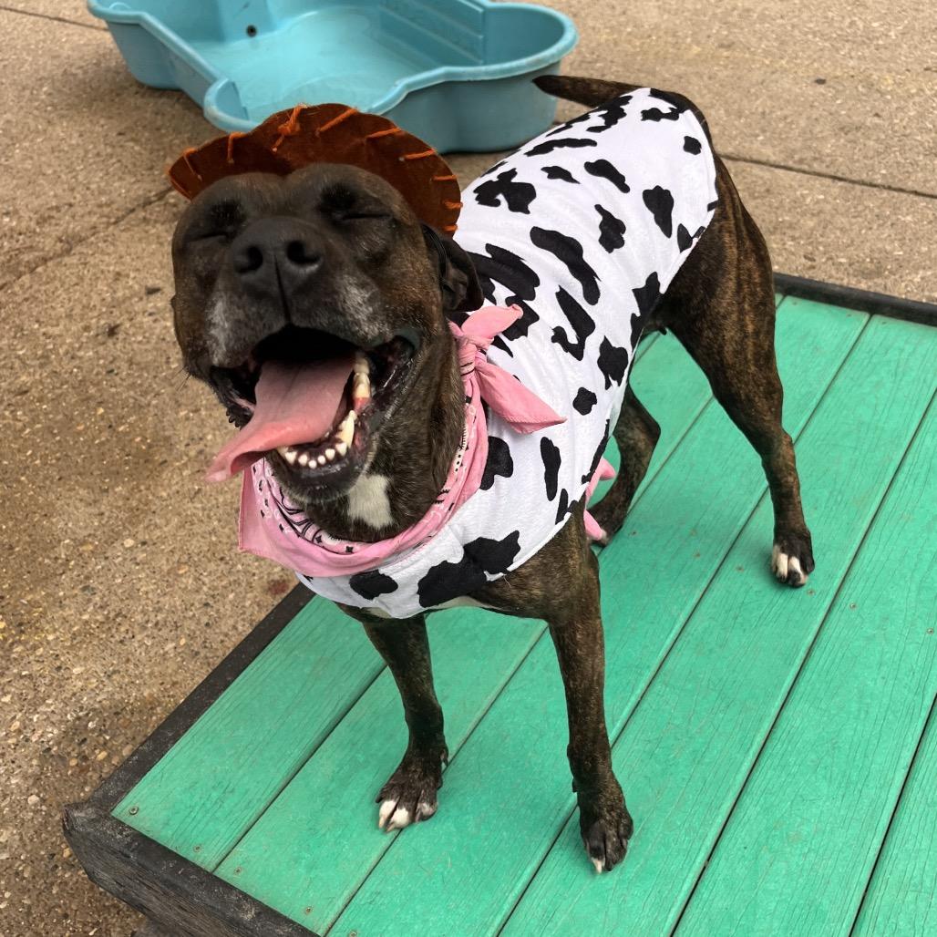 Enlarge Lisa Frank, a Adoptable Mixed Breed in Charleston, WV image 5/6