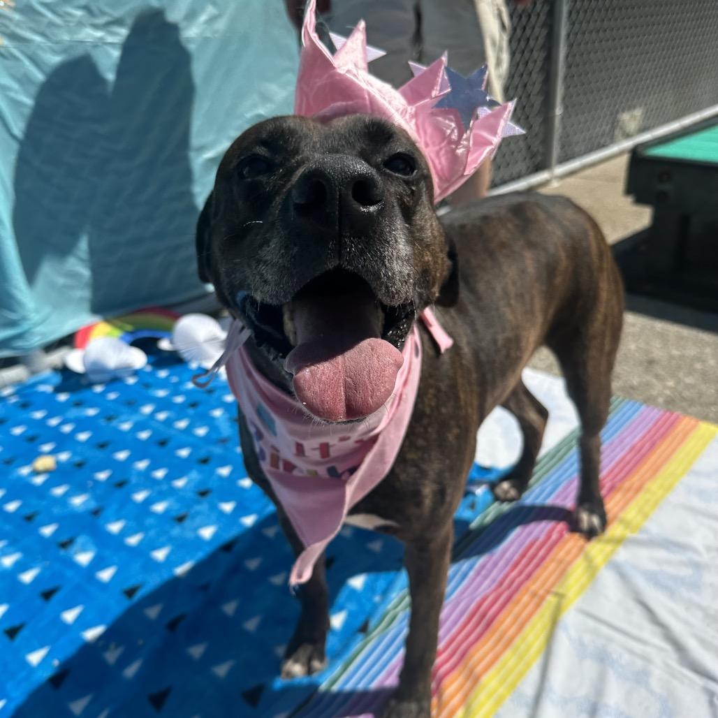 Enlarge Lisa Frank, a Adoptable Mixed Breed in Charleston, WV image 5/6