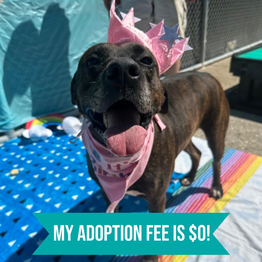 Lisa Frank, a Adoptable Mixed Breed in Charleston, WV image 5/6