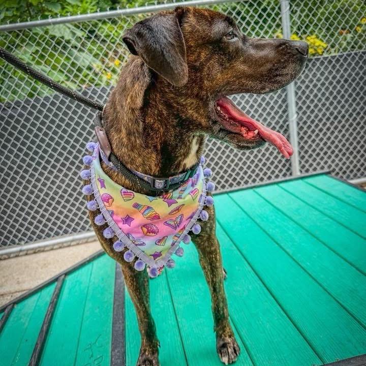 Enlarge Lisa Frank, a Adoptable Mixed Breed in Charleston, WV image 6/6