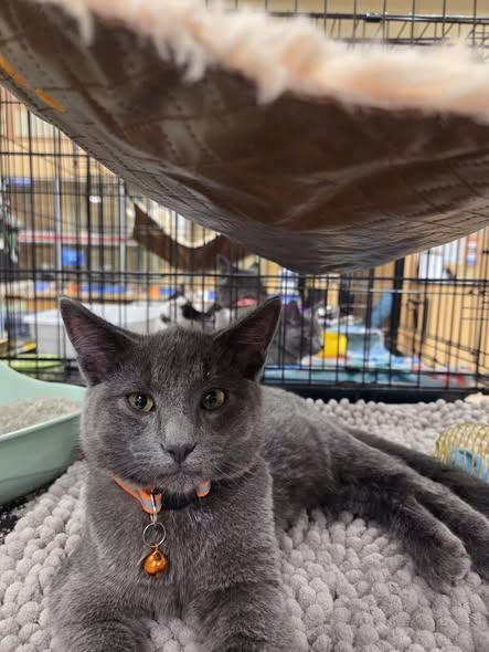 Enlarge Shady, an adopted mixed breed in Carsonville, MI image 2/2