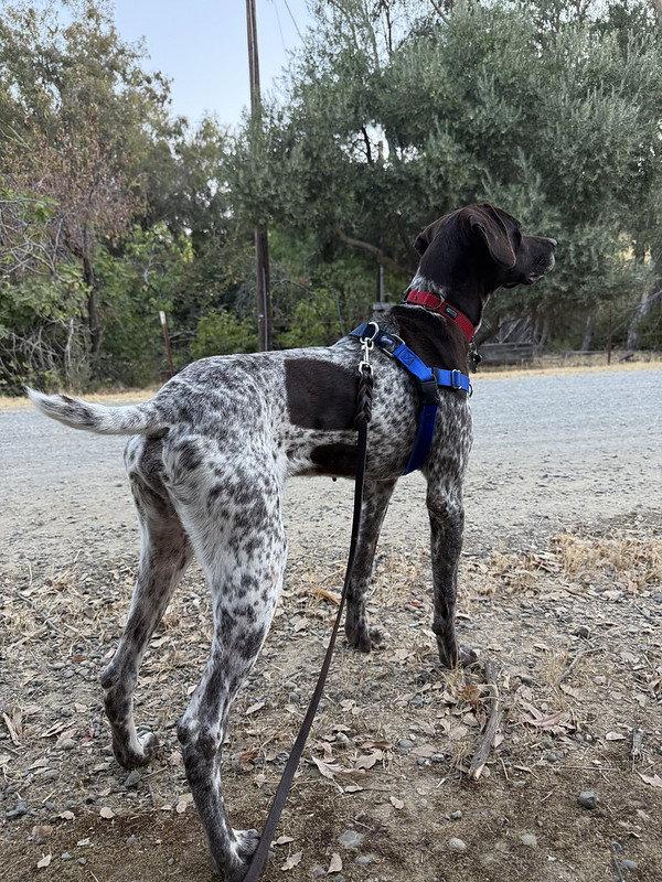 Elliot, Adopted, Young Male German Shorthaired Pointer.