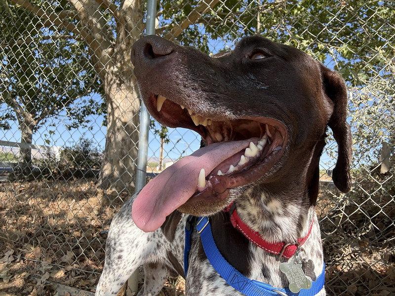 Enlarge Elliot, a Adopted German Shorthaired Pointer in Menlo Park, CA image 3/3