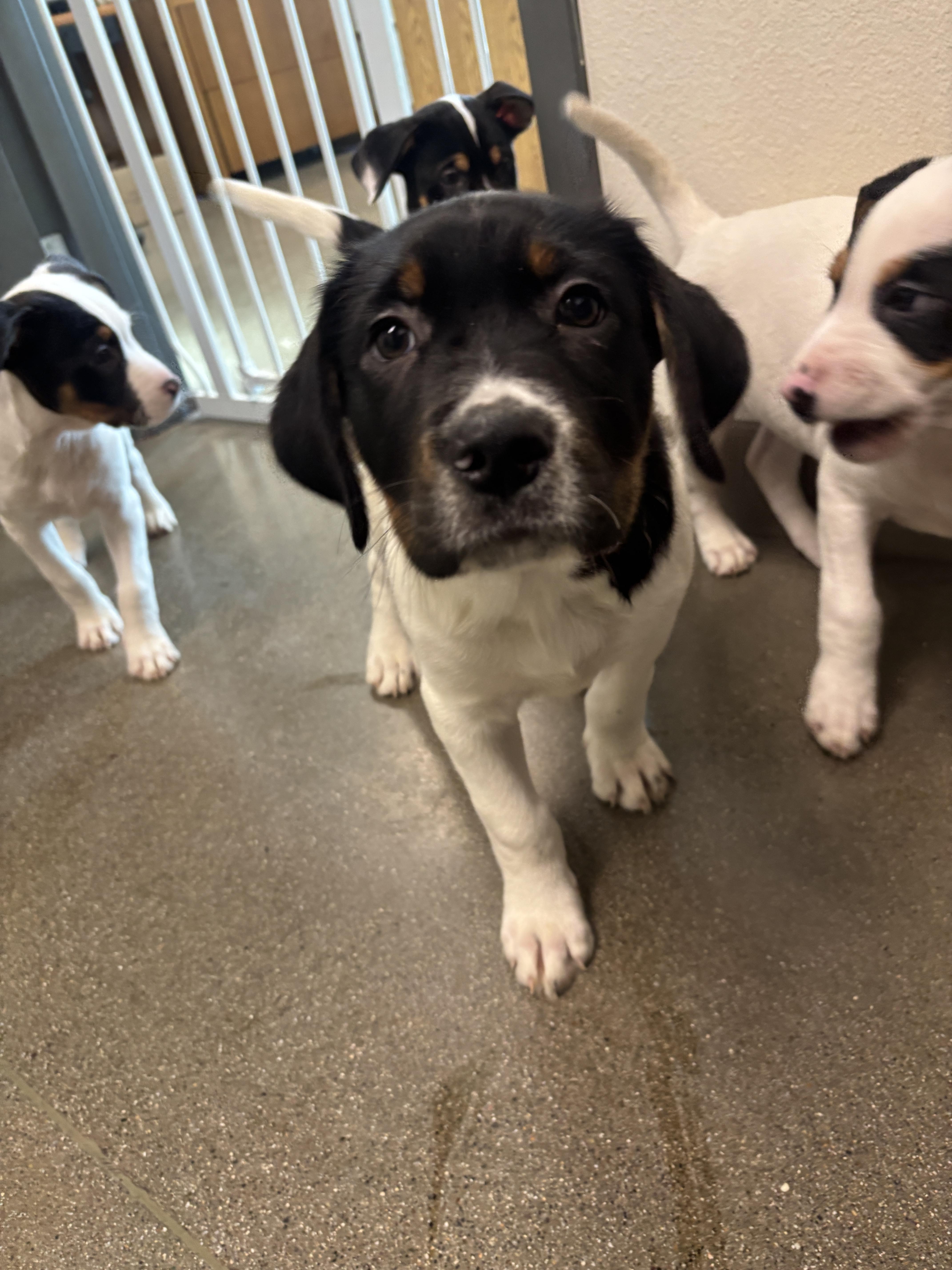 Adiago, Adopted, Young Male American Bulldog & German Shepherd Dog.