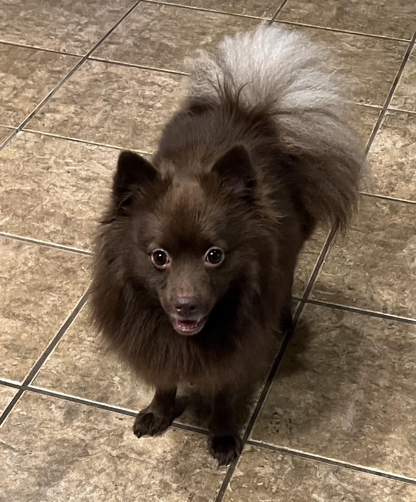 Hershey, ADOPTABLE, Adult Male Pomeranian.