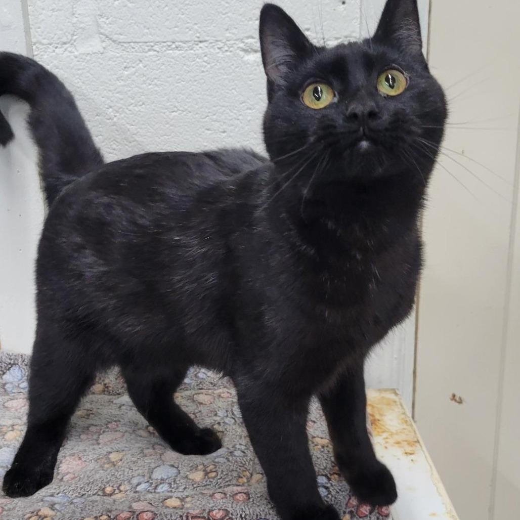 Enlarge Whisky, a ADOPTABLE Domestic Short Hair in Blackfoot, ID image 1/1